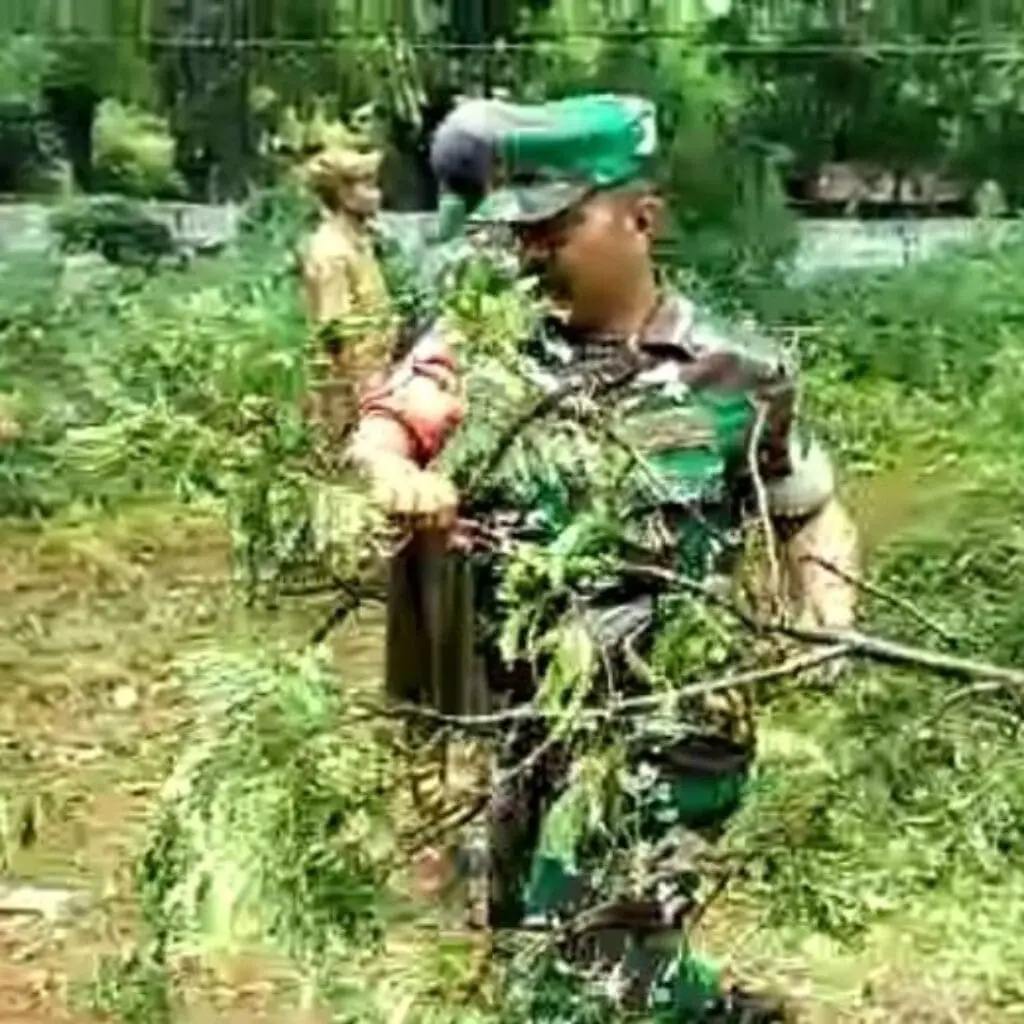 Tim gabungan perangkat desa, Babinsa, dan warga Desa Galis mengevakuasi pohon tumbang yang menimpa kabel listrik akibat hujan dan angin kencang