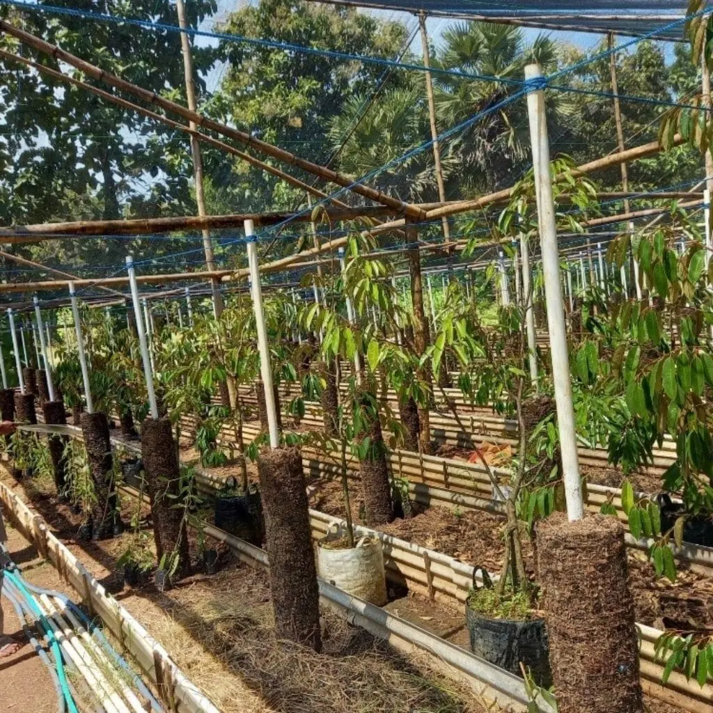Bibit durian Bawor dan Musang King milik Kelompok Tani Bringsang sedang disiapkan untuk uji coba tanam di Giligenting, Sumenep