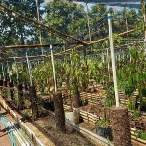 Kelompok Tani Bringsang Uji Coba Tanam Durian Premium di Giligenting