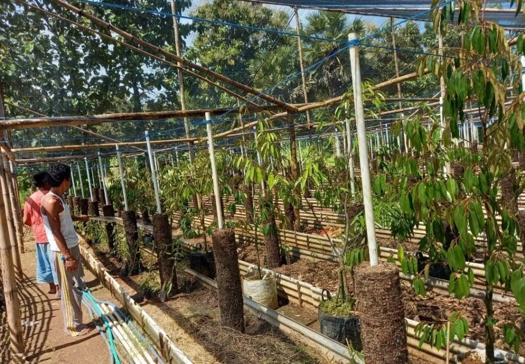 Bibit durian Bawor dan Musang King milik Kelompok Tani Bringsang sedang disiapkan untuk uji coba tanam di Giligenting, Sumenep