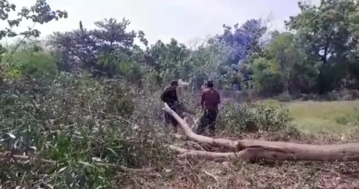 Babinsa Koramil 0827/23 Giligenting bersama masyarakat Desa Bringsang melakukan penebangan pohon-pohon tua