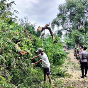 Akibat Hujan Lebat, Pohon Asem Tumbang Lumpuhkan Akses Jalan Desa Galis