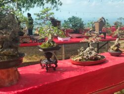 Dongkrak Ekonomi Kreatif Bupati Sumenep Dukung Kontes Bonsai di Puncak Lanjari