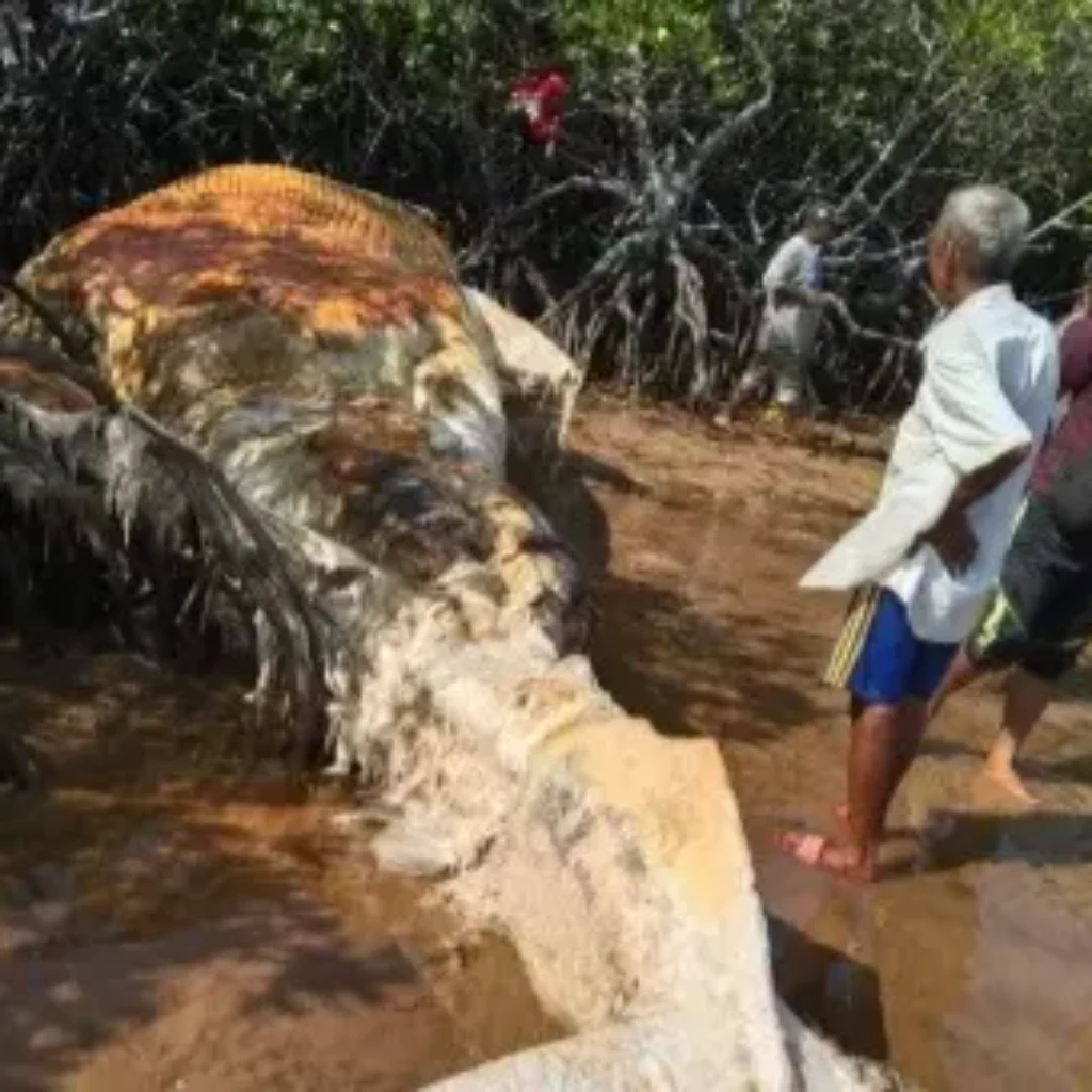 Bangkai ikan paus sepanjang sekitar 10 meter ditemukan terdampar di Rawa Bakau, Dusun Tanjung Selamat, Desa Masakambing, Kabupaten Sumenep