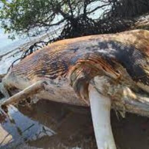 Bangkai Ikan Paus Terdampar di Pulau Masalembu