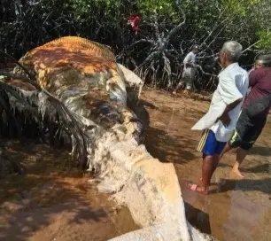 Bangkai ikan paus sepanjang sekitar 10 meter ditemukan terdampar di Rawa Bakau, Dusun Tanjung Selamat, Desa Masakambing, Kabupaten Sumenep