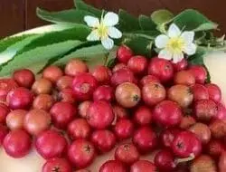Manfaat Buah Kersen Bagi Kesehatan Tubuh