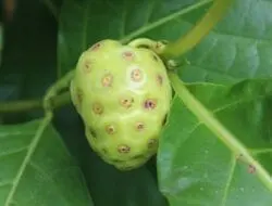 Manfaat Buah Mengkudu bagi Kesehatan