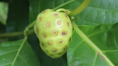 Manfaat Buah Mengkudu bagi Kesehatan