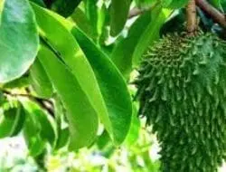 Manfaat Daun Sirsak bagi Kesehatan