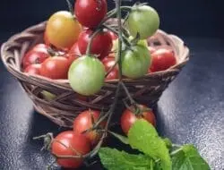Manfaat Buah Tomat Untuk Diet