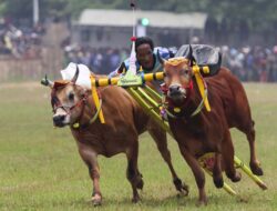 Kerapan Sapi: Tradisi Balap Sapi yang Mengakar di Bumi Madura