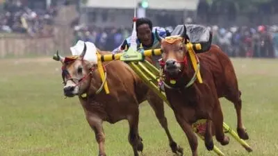 Joki memacu sapinya pada lomba karapan sapi