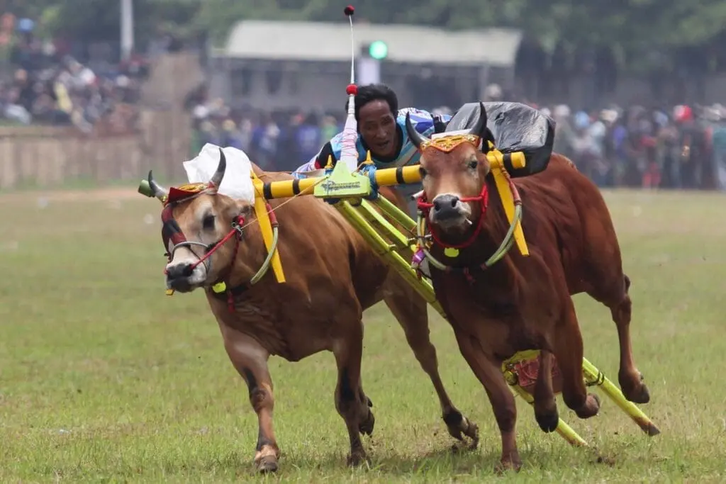 Joki memacu sapinya pada lomba karapan sapi