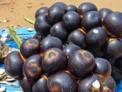 Siwalan: Buah Nusantara yang Menyegarkan dan Bergizi Tinggi
