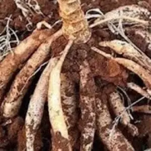Manfaat Buah Singkong untuk Kesehatan