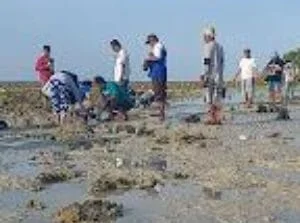 Falih Media Bersama RRI Sumenep Gandeng Masyarakat Giligenting Tanam Bibit Mangrove