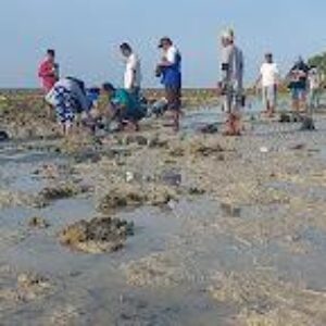 Falih Media Bersama RRI Sumenep Gandeng Masyarakat Giligenting Tanam Bibit Mangrove