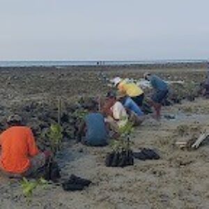 Jumat Lestarikan Lingkungan: Masyarakat Nelayan Desa Galis Tanam Ribuan Bibit Mangrove