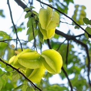 Manfaat Buah Belimbing bagi Kesehatan