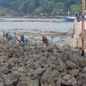 Masyarakat Dusun Julung Laok Bersama PT Falih Media Utama Tanam Bibit Mangrove di Sepanjang Pesisir Pantai Berru