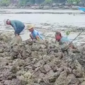Warga Nelayan Desa Galis Giligenting Gotong Royong Tanam Ribuan Bibit Mangrove di Pesisir Pantai Berru