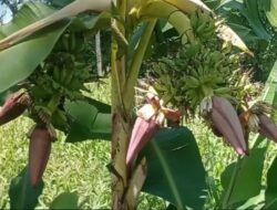 Viral, Pohon Pisang Bertongkol Enam di Desa Kolpo, Batang-Batang Sumenep