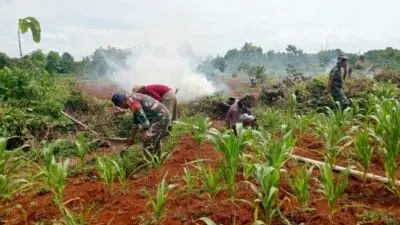 Babinsa Koramil Kalianget Dampingi Warga Agar Tetap Semangat Tanam Jagung