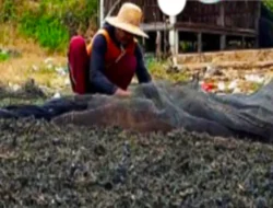 Keuntungan Cuaca Buruk bagi Petani Rumput Laut di Sumenep