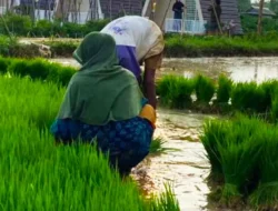 Dеѕtіnаѕі Wіѕаtа Sumenep: Bupati Fauzi Mengajak Kunjungі Sawah Cаlіnа Bаtо