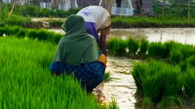 Dеѕtіnаѕі Wіѕаtа Sumenep: Bupati Fauzi Mengajak Kunjungі Sawah Cаlіnа Bаtо