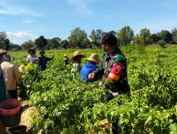 Babinsa Koramil Rubaru Aktif Dampingi Petani dalam Panen Cabe Unggulan di Sumenep