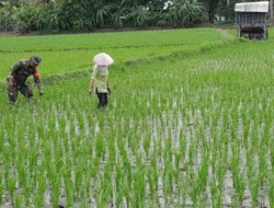 Babinsa Koramil 09/Pragaan Bantu Petani Desa Pragaan Laok Wujudkan Ketahanan Pangan