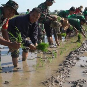 Dandim 0827/Sumenep Pimpin Gerakan Tanam Padi di Desa Saronggi untuk Perluasan Areal Tanam