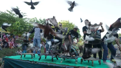 Festival Dara Oddag di Sumenep: Warisan Tradisi Merpati Terbang Tinggi yang Semarak