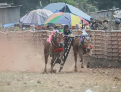 Pelestarian Kerapan Sapi: Bupati Sumenep Tegaskan Pentingnya Tradisi Madura di Tengah Perubahan Zaman