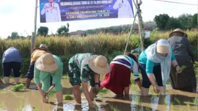 Penanaman Padi di Sumenep: TMMD 121 Kodim 0827 Dorong Produksi Pertanian di Desa Bantelan