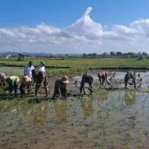 Babinsa Koramil Saronggi Bantu Petani Perluas Lahan Tanam Padi untuk Capai Swasembada Pangan
