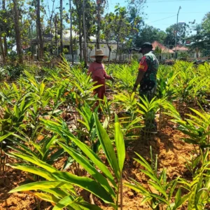 Babinsa Koramil Manding Dukung Petani Lengkuas di Kasengan untuk Tingkatkan Produksi Pertanian