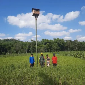 Babinsa Sumenep Pasang RUBUHA untuk Kendalikan Hama Tikus, Dukung Ketahanan Pangan Nasional