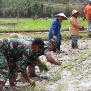 Gerakan Tanam Padi di Sumenep: Dandim 0827 Bersama Forkopimda Dorong Petani Capai Target Areal Tanam
