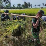 Panen Padi di Pragaan Laok Sumenep Capai 1,5 Ton Berkat Program Pompanisasi Kementerian Pertanian