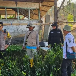 Upaya Penggiat Lingkungan Sumenep Melestarikan Mangrove untuk Lindungi Pesisir dari Abrasi