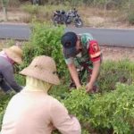 Babinsa Koramil 0827/13 Rubaru Bantu Petani Panen Cabai Hijau di Desa Matanair, Sumenep