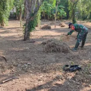 Babinsa Koramil 23/Giligenting Bantu Petani Bersihkan Lahan untuk Tanam Jagung