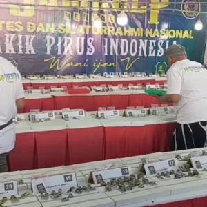 Kontes Batu Akik Nasional di Sumenep: Ajang Silaturahmi Pecinta Akik dan Dorongan UMKM Lokal