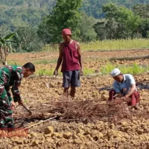 TNI Bantu Petani di Desa Pangereman Dukung Ketahanan Pangan Melalui Pengolahan Lahan