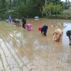 Koramil 0827/03 Manding Dukung Perluasan Areal Tanam Padi di Desa Manding Laok