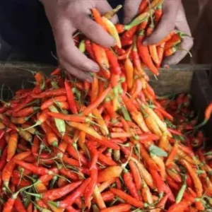 Harga Cabai dan Selada di Pasar Anom Sumenep Naik Drastis Jelang Nataru 2024