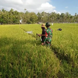 Babinsa Dungkek Pantau Pertumbuhan Padi untuk Sukseskan Program Swasembada Pangan